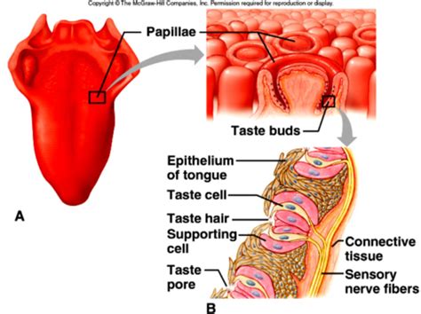 Special Senses Smell Taste Hearing Equilibrium Flashcards Quizlet