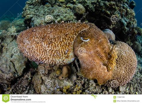 Broadclub Cuttlefish On Reef In Indonesia Stock Photo Image Of