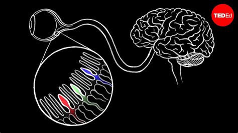 Colm Kelleher How We See Color Ted Talk