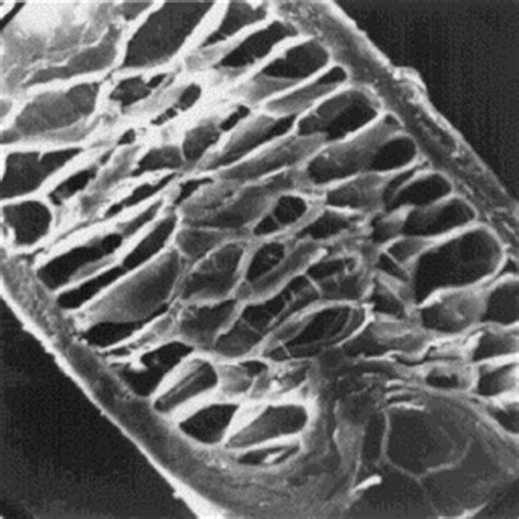 FURSKIN - fur skin identification