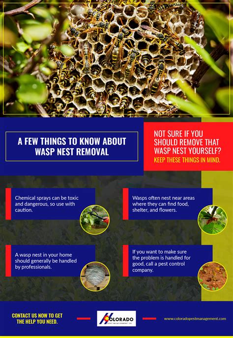 A Few Things To Know About Wasp Nest Removal Colorado Pest Management