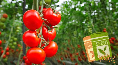 Greenhouse Growing: Tomatoes - Greenhouse Reviews