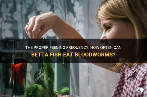 The Proper Feeding Frequency How Often Can Betta Fish Eat Bloodworms