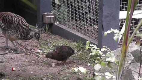 Quail Vs Pheasant The Pheasantasiam Large Aviary Youtube