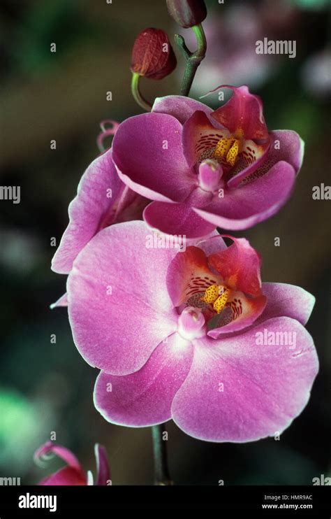 Moth Orchid Phalaenopsis Hi Res Stock Photography And Images Alamy