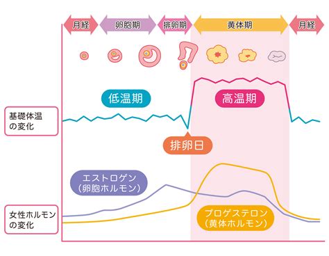 エストロゲン？プロゲステロン？女性ホルモンの基礎知識 Tengaヘルスケア プロダクトサイト