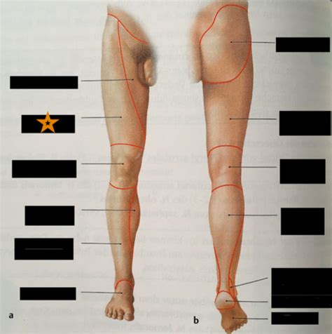Regionen der unteren Extremität Flashcards Quizlet