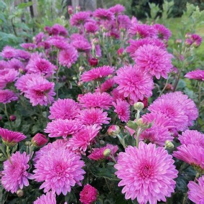 30 Stunning Types of Chrysanthemum | Best Chrysanthemum Varieties