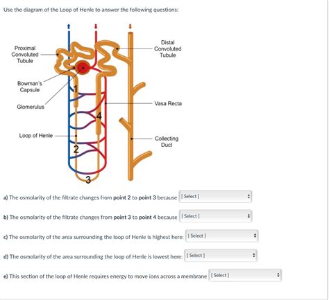 Loop Of Henle Diagram