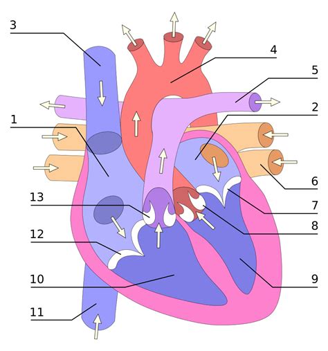 Juegos de Ciencias Juego de Circulación menor corazón Cerebriti