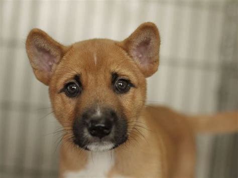 子犬の里親募集です Id1874（2 5ヶ月齢、茶、オス） 犬と猫のライフボート 高柳のその他の里親募集｜ジモティー