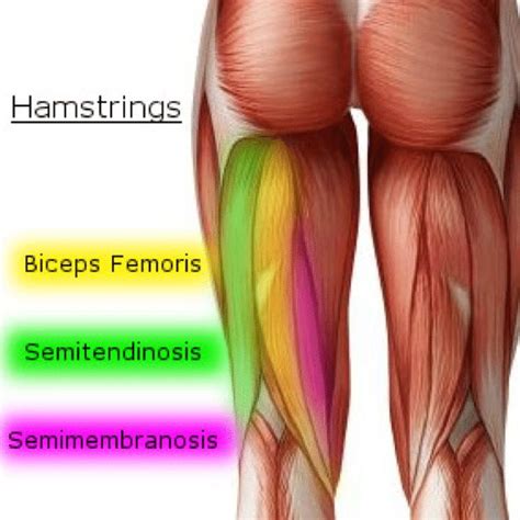 Hamstring injuries & knee pain | Human muscle anatomy, Hamstring muscles, Hamstrings