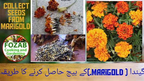 Collecting Seeds From Marigold Flower How To Save Marigold Seeds