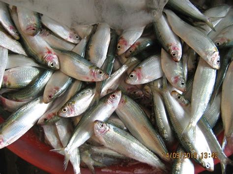 Frozen Sardine Whole Round Vietnam Price Supplier 21food