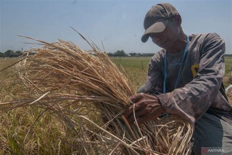 Petani Tak Ingin Gagal Panen Saat El Nino Ini Caranya ANTARA News