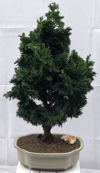 Hinoki Cypress Bonsai Tree Chamecyparis Obtusa Nana Gracilis