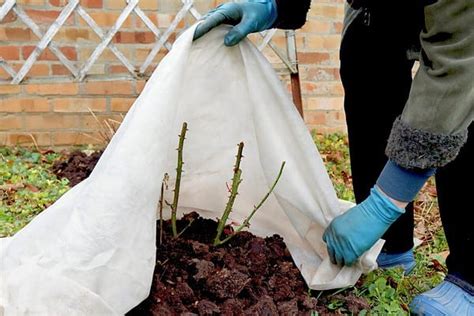 Winterizing Rose Bushes: How to Prep Your Roses for the Cold - A-Z Animals