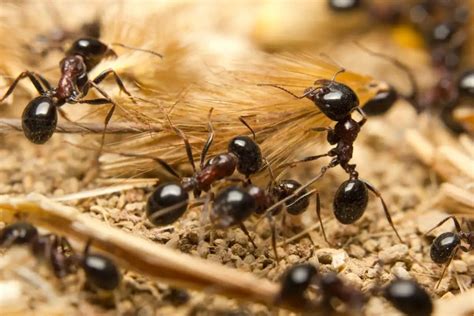 Quanto Pesa Uma Formiga - Ciência revela o número e o peso de todas as formigas do mundo - MDig