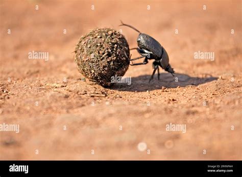 Dung Beetle Rolling Ball Of Elephant Dung Madkiwe National Park South