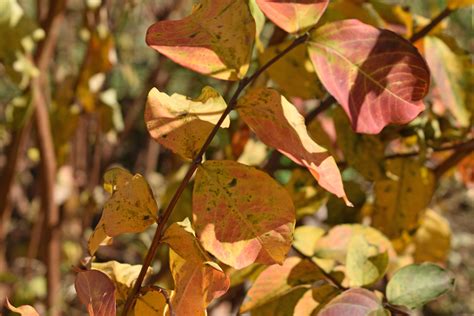 Yellow Crepe Myrtle Leaves The Young Crepe Myrtle On Our Flickr