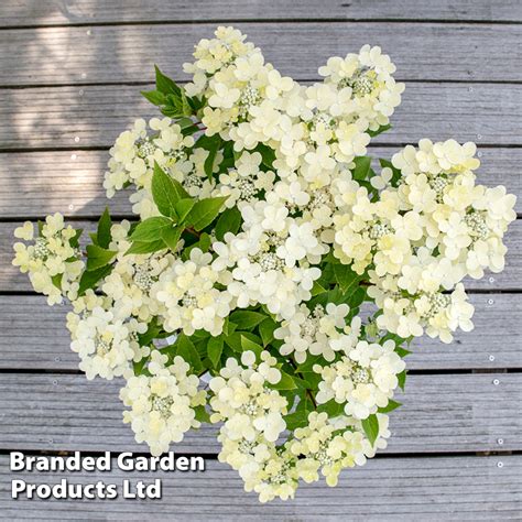 Hydrangea Paniculata Switch Ophelia Thompson Morgan