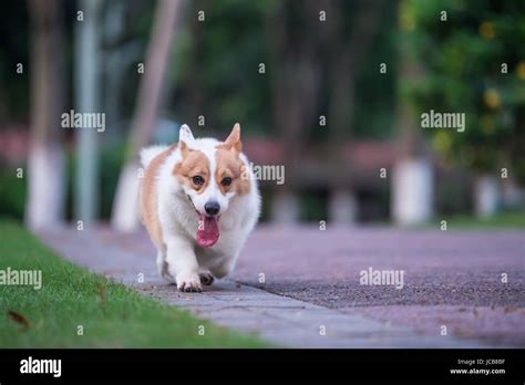 corgi dogs playing in the Park Stock Photo - Alamy