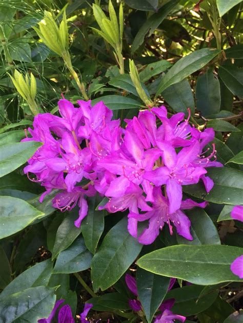 Wild Rhododendron--native to Oregon | Rhododendron, Plants, Oregon