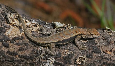 Eastern Fence Lizard Lizards Of Central Florida · Inaturalist