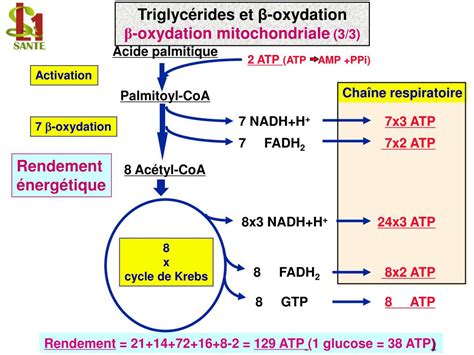 PPT Triglycérides béta oxydation PowerPoint Presentation free