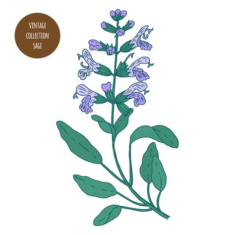 Sage Plant Drawing