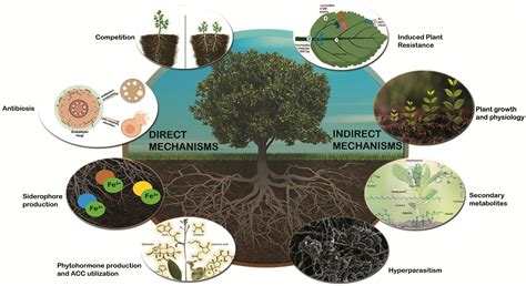 Frontiers Harnessing Fungal Endophytes For Natural Management A