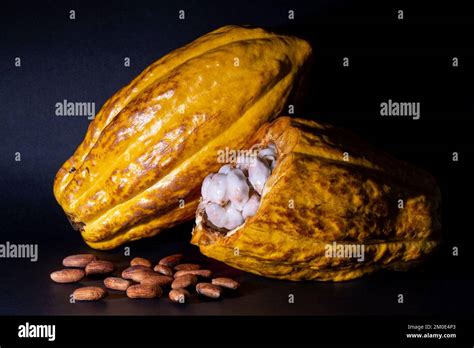 Aroma Fino Arriba Cacao Nacional Theobroma Cacao Fruto Con Pulpa Y