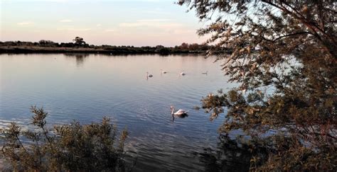 Cuckoo a-calling at Cotswold Water Park – A Year of discovering Stroud ...