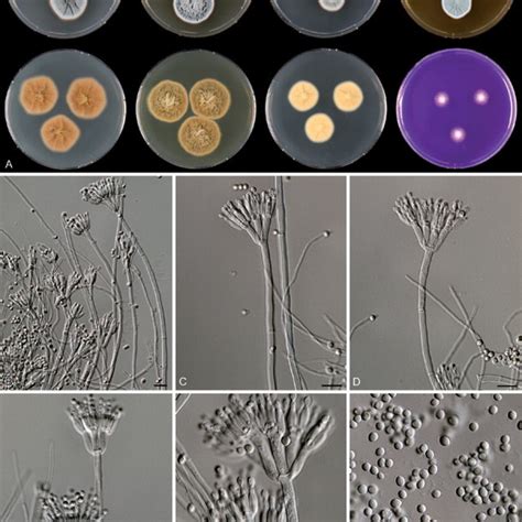 Penicillium Culture