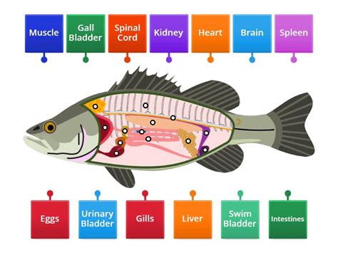 Labelling Fish Internal Anatomy - Labelled diagram