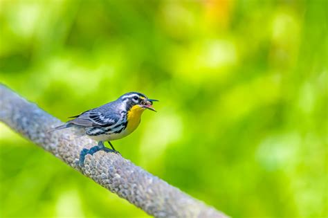 What Do Warblers Eat And How To Attract Them Birds And Blooms