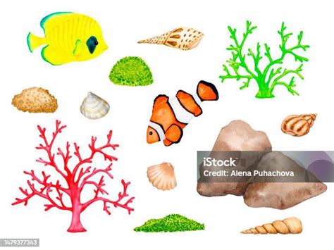 바다 바다 수족관 해양 수채화 요소의 큰 세트 이국적인 물고기 조개 산호 수중 암초 흰색 배경에 격리된 클립아트 모음 개체