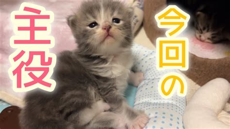 3番目に産まれた子猫の性別は？【生後18日目】 Youtube