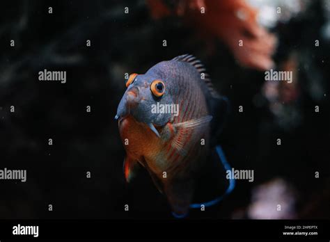 Aquarium fish in Genova Aquarium, Italy Stock Photo - Alamy