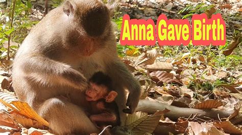 Superb Congrats Anna Gave Birth Cutest Baby And She Had Double Slap