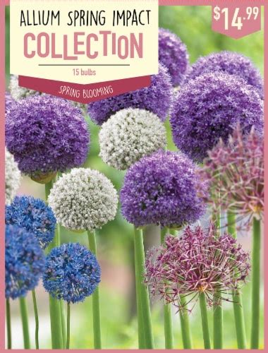 Garden State Bulb Allium Spring Impact Collection Bulbs Count Ct