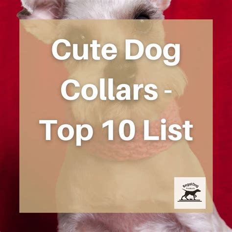 Cute Dog Collars - Top 10 List - Regal Dog Products