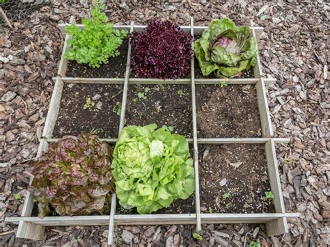 The Layout of Your Vegetable Garden - Tips For Vegetable Garden Layout