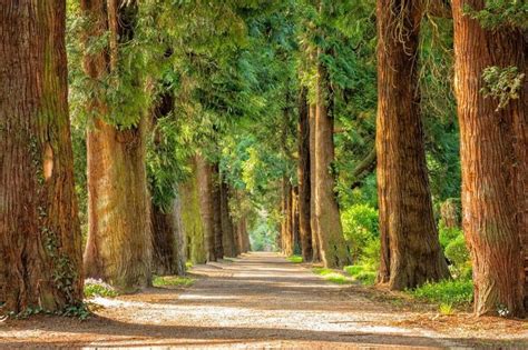 Qué significa soñar con arboles Diccionariodelossuenos net