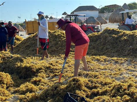 Atención a recale de sargazo en la playa del Mirador de Cancún