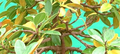 Reasons Why Bonsai Leaves Turn Yellow Plantnative Org