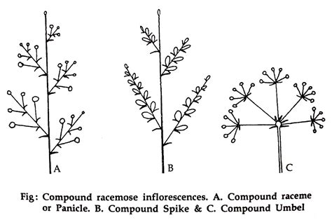 Inflorescence