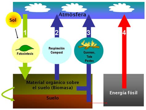 El Ciclo Del Co Infoupdate Org