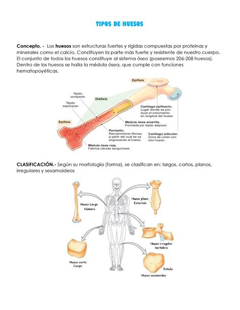 Clasificación De Los Huesos Tipos De Huesos Concepto Los Huesos Son Estructuras Fuertes Y