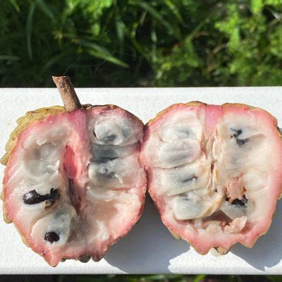 Sugar Apple Seeds (Lessard Thai) - Garden Florida